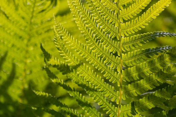 Fresca Felce Verde Una Foresta Pluviale Tropicale Brilla Come Sfondo — Foto Stock