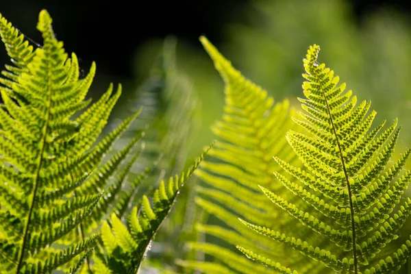 Samambaia Verde Fresco Uma Floresta Tropical Brilha Como Fundo Idílico — Fotografia de Stock