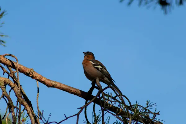 Ptak Gałęzi Drzewa Lesie — Zdjęcie stockowe