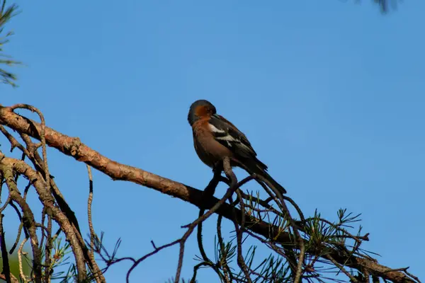 Pájaro Rama Del Árbol Bosque — Foto de Stock