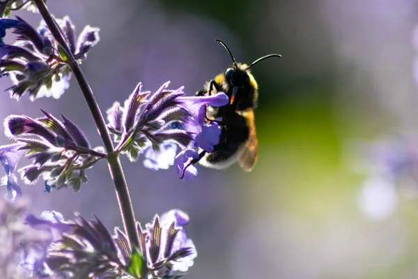 自然界の紫色の花の蜂 — ストック写真