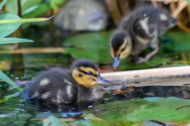 Küçük sevimli yaban ördeği ördeği yavrusu ve yavrusu suda yüzerken yaban ördeği ailesi ile göller ve çayırlarda yüzüyor ve anne babasını vahşi doğada takip ediyor.