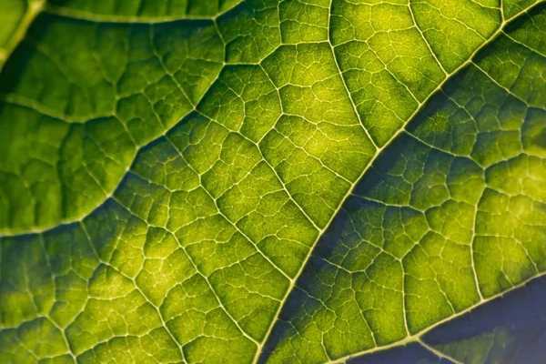 Närbild Gröna Löv Struktur Bakgrund — Stockfoto