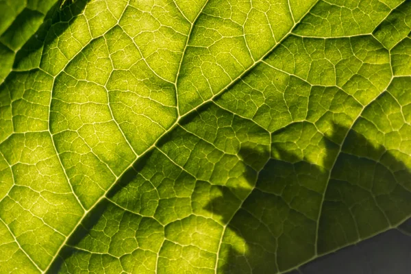 Nahaufnahme Der Grünen Blatttextur Hintergrund — Stockfoto