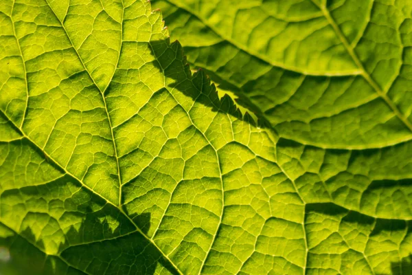 Nahaufnahme Der Grünen Blatttextur Hintergrund — Stockfoto