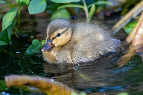 Χαριτωμένη Μικρή Πάπια Mallard Ένα Ταξίδι Μέσα Από Λίμνες Και — Φωτογραφία Αρχείου