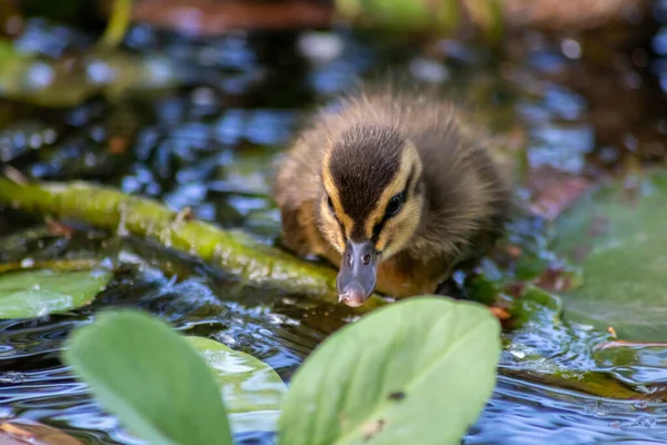 Χαριτωμένη Μικρή Πάπια Mallard Ένα Ταξίδι Μέσα Από Λίμνες Και — Φωτογραφία Αρχείου