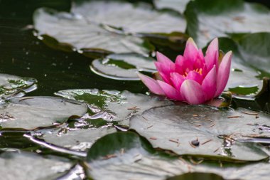 Tropik güzel su zambağı, berrak ve meditasyon yansımalı sakin bir su yüzeyinde modern zamanlardaki doğa, beden ve ruh ile tutarlı zen meditasyonu ve Budizmi gösterir.