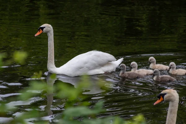 Söt Svanfamilj Med Små Svanar Och Fågelungar Eskorterade Moder Svan — Stockfoto