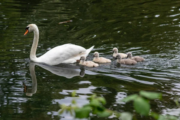 Söt Svanfamilj Med Små Svanar Och Fågelungar Eskorterade Moder Svan — Stockfoto