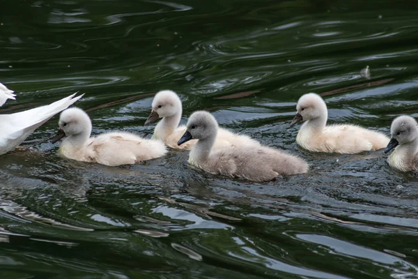 Leuke Zwanenfamilie Met Kleine Zwanen Jonge Vogels Begeleid Door Een — Stockfoto