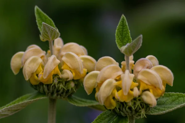 Vista Cerca Hermosas Flores Flor — Foto de Stock