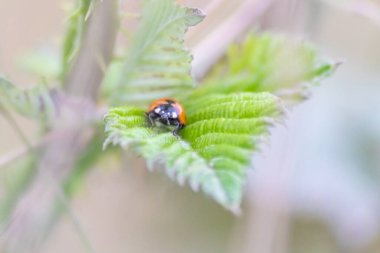 Kırmızı kanatlı şirin küçük uğur böceği ve siyah noktalı bitkileri biyolojik böcek kontrolü ve doğal düşmanları olan organik tarım için doğal böcek ilacı olarak avlamak tarım ilaçlarını azaltır.