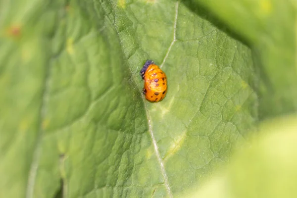 New born ladybug eclosing on a green leaf as switch from larva to ladybug beetle with black dots on its red wings show the new born lucky talisman, harmony and natural pest control in agriculture