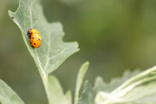 New born ladybug eclosing on a green leaf as switch from larva to ladybug beetle with black dots on its red wings show the new born lucky talisman, harmony and natural pest control in agriculture