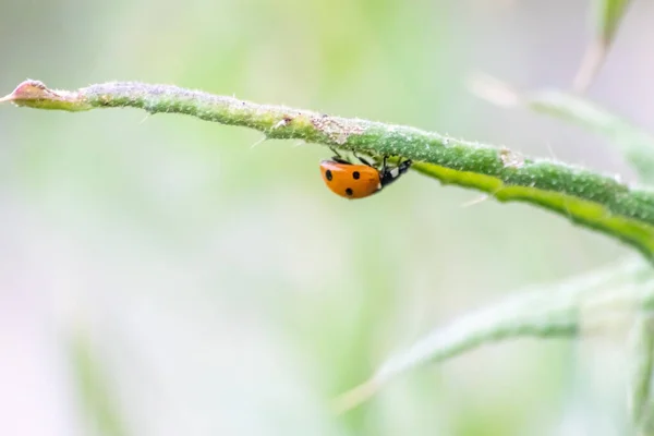 Petite Coccinelle Mignonne Aux Ailes Rouges Chasse Aux Pointillés Noirs — Photo