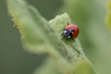 Kırmızı kanatlı şirin küçük uğur böceği ve siyah noktalı bitkileri biyolojik böcek kontrolü ve doğal düşmanları olan organik tarım için doğal böcek ilacı olarak avlamak tarım ilaçlarını azaltır.