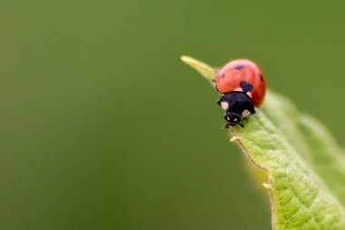 Kırmızı kanatlı şirin küçük uğur böceği ve siyah noktalı bitkileri biyolojik böcek kontrolü ve doğal düşmanları olan organik tarım için doğal böcek ilacı olarak avlamak tarım ilaçlarını azaltır.