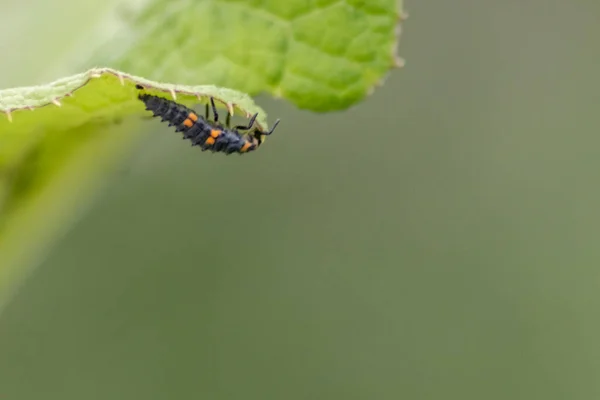 Sivri Uçlu Uğur Böceği Larvaları Yeşil Bir Bitkide Pislik Avlarken — Stok fotoğraf