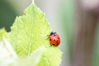 closeup üzerinde yeşil yaprak böceği
