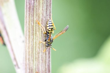 Arının dalına yaklaş