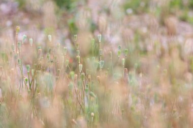 Yapraksız narin gelincik başları romantik bir manzara ve bulanık bir arkaplan, seçici bir odak noktası ve bir sürü fotokopi alanı gösterir. Yazın çiçekli atmosferi olan doğal bir arka plan.
