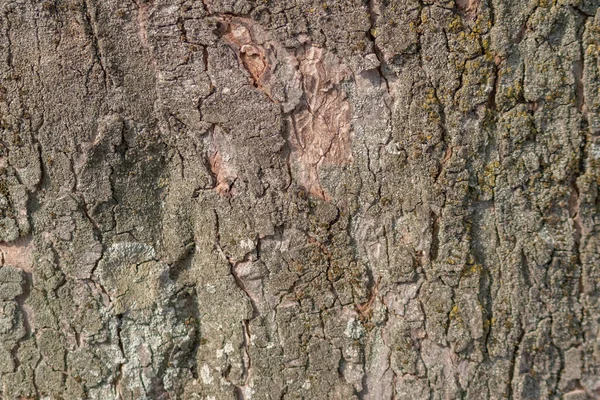 Текстура Дерева Заднем Плане — стоковое фото