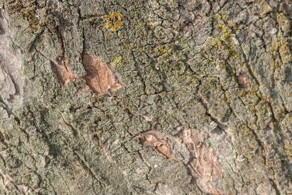 나무의 오래된 — 스톡 사진