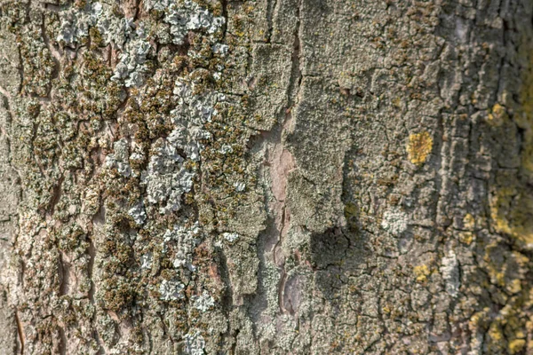 Staré Dřevo Pozadí Textura Stromu — Stock fotografie