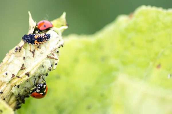 Spikey Coccinella Larve Caccia Pidocchi Una Pianta Verde Come Utile — Foto Stock