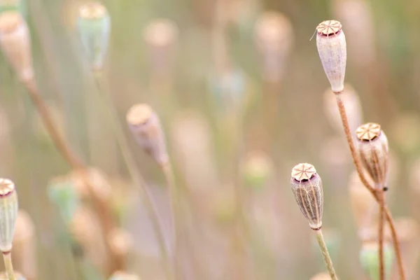 Tender Vallmo Blomma Huvuden Utan Kronblad Visar Romantisk Natur Och — Stockfoto