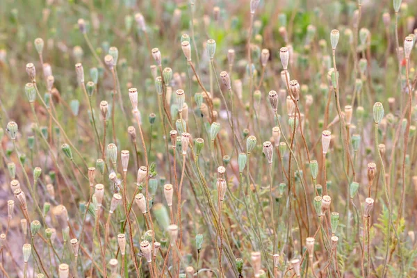 Las Tiernas Cabezas Flores Amapola Sin Pétalos Muestran Paisaje Romántico — Foto de Stock