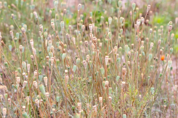 Las Tiernas Cabezas Flores Amapola Sin Pétalos Muestran Paisaje Romántico — Foto de Stock