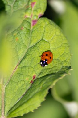 Kırmızı kanatlı şirin küçük uğur böceği ve siyah noktalı bitkileri avlamak doğal düşmanları olan organik tarım için biyolojik böcek kontrolü tarımsal böcek ilaçlarını ve şans tılsımını azaltır.