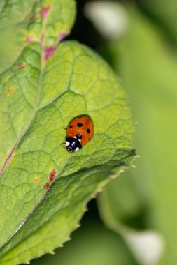 Kırmızı kanatlı şirin küçük uğur böceği ve siyah noktalı bitkileri avlamak doğal düşmanları olan organik tarım için biyolojik böcek kontrolü tarımsal böcek ilaçlarını ve şans tılsımını azaltır.
