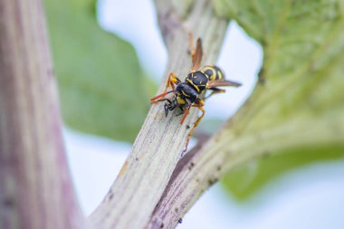 Sarı ceketli eşekarısı yemek avından dönüyor. Uğur böceği larvasını yemek ve akşam yemeği olarak yiyor. Makro görünümde güçlü çene kemikleri var.