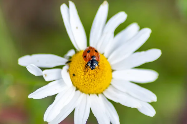 Cute Little Biedronka Czerwonymi Skrzydłami Czarne Kropkowane Polowanie Kury Roślin — Zdjęcie stockowe