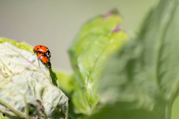 Coppia Coccinelle Che Fanno Sesso Una Foglia Come Coppia Primo — Foto Stock