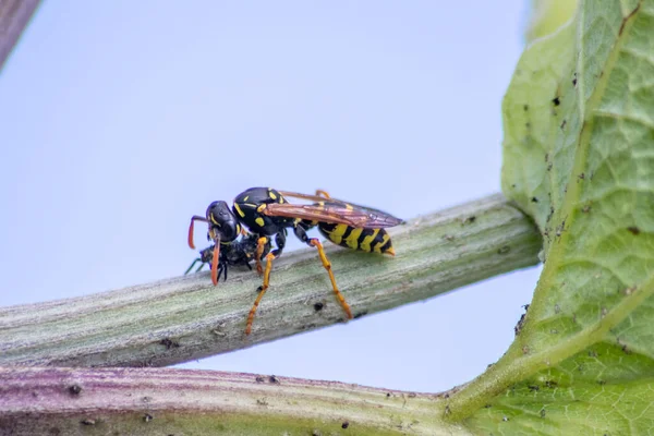 Žlutá Bunda Vosa Vrací Lovu Jídlo Jíst Larva Berušky Jako — Stock fotografie