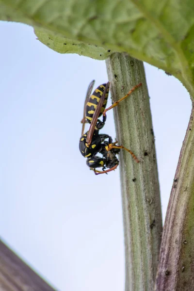Yellow jacket wasp coming back from a hunt for food eating a ladybug larva as meal and dinner with strong mandibles in macro view and close-up showing the striped predator and flying killer in detail