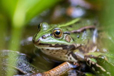 Büyük yeşil kurbağa, böcekler için bir gölde pusuya yatmış arılar ve yakın planda sinekler ve makro çekim hareketsiz amfibyumun, bahçedeki büyük gözlerle sağlıklı bir ekosistem ve doğal koruma altında olduğunu gösteriyor.