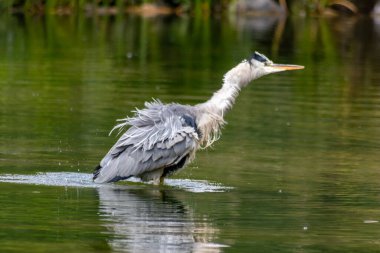 Sahtekar gri balıkçıl, uzun boyunlu, boğazlı ve keskin gözlü balık ve kemirgen avlamak için büyük bir bahçe göletinden yola çıkıyor.