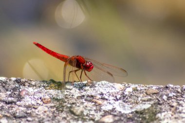 Big red dragonfly (odonata) warming up on a stone in the sun for the next hunt for insects has big filigree wings, a red body and big red facette eyes as elegant pilot to grab flies and mosquitos