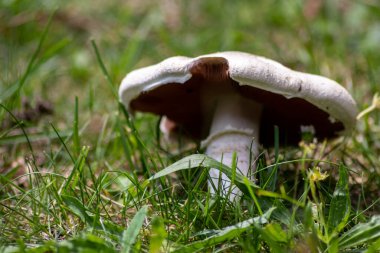Ormandaki tarlada yetişen mantar
