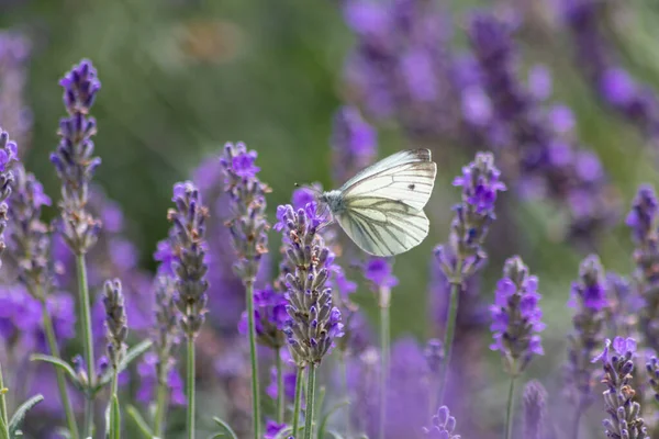 Papillon Blanc Sur Lavande Pourpre Montre Contraste Couleur Avec Les — Photo