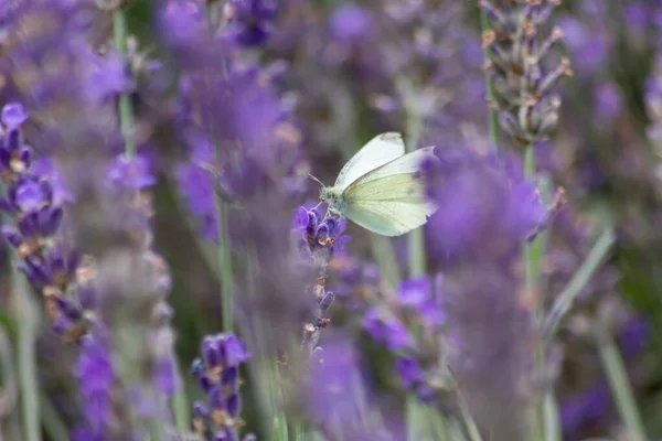 紫のラベンダーの上の白い蝶は 春と夏の優しさのバイオレットと白い翼との色のコントラストを示しています — ストック写真