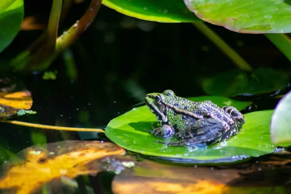 Μεγάλος Πράσινος Βάτραχος Που Παραμονεύει Μια Λίμνη Για Έντομα Όπως — Φωτογραφία Αρχείου