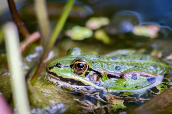 ハチやハエなどの昆虫の池に潜む大きな緑のカエルがクローズアップされ マクロショットは 健康な生態系と自然保護として庭の池の中に大きな目で動かない両生類を示しています — ストック写真