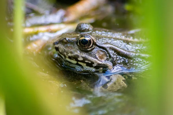 ハチやハエなどの昆虫の池に潜む大きな緑のカエルがクローズアップされ マクロショットは 健康な生態系と自然保護として庭の池の中に大きな目で動かない両生類を示しています — ストック写真