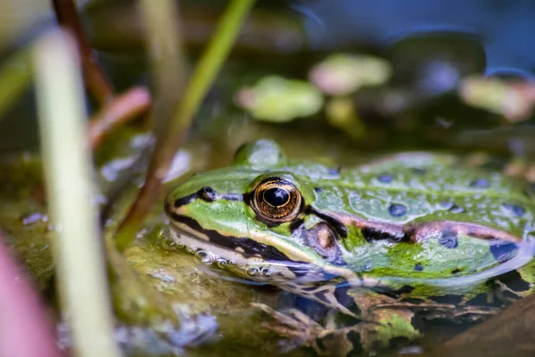 Sapo Verde Grande Espreita Uma Lagoa Para Insetos Como Abelhas — Fotografia de Stock